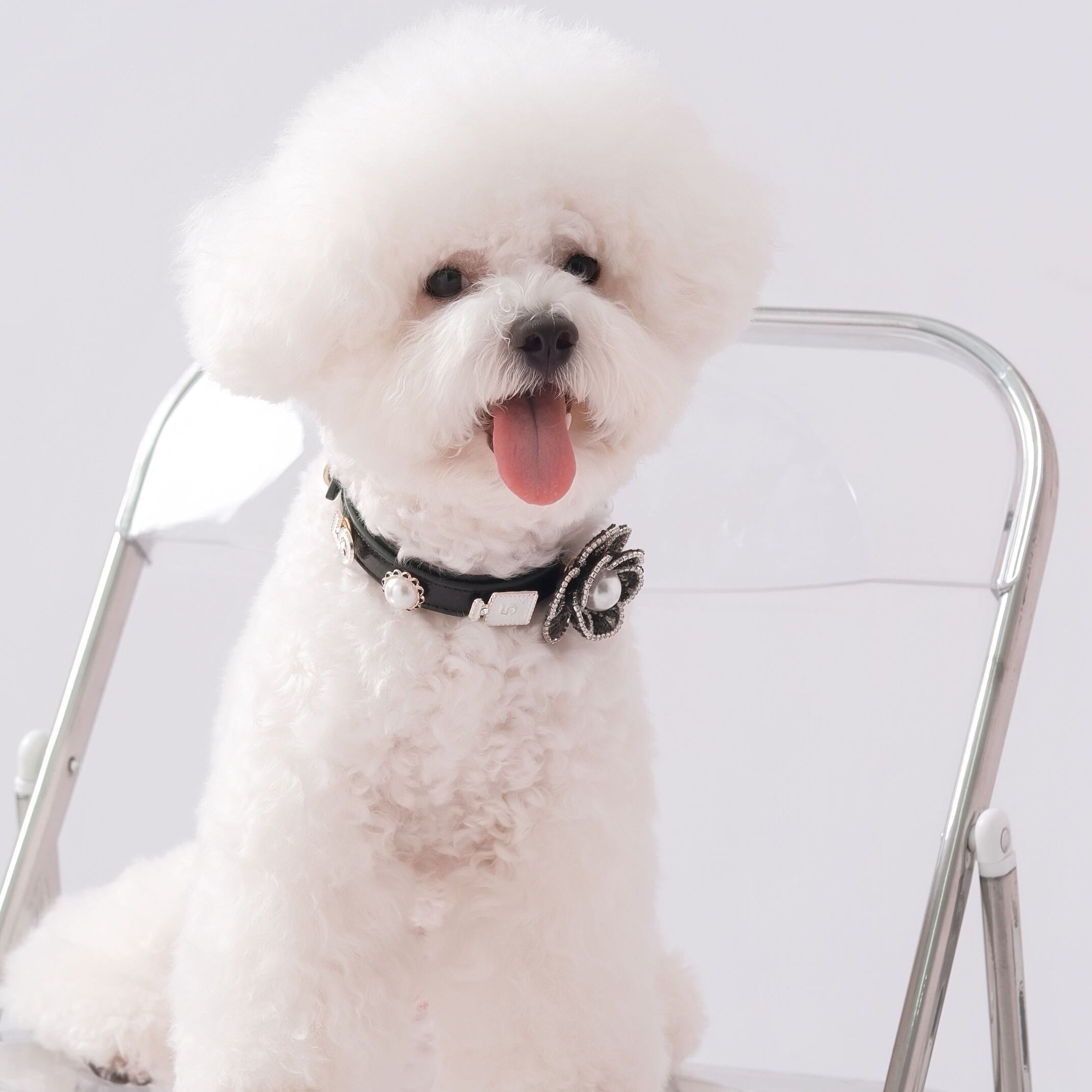 Interchangeable Charm Collar